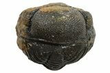 Wide Enrolled Morocops Trilobite - Morocco #296631-2